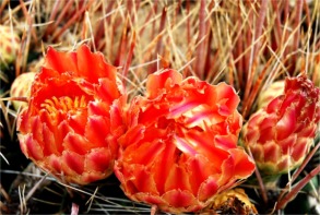 Cactus Bloom