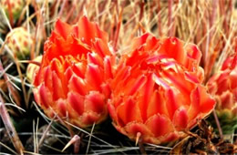 Cactus Bloom