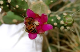 Cactus Bloom and Bee