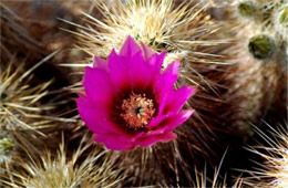 Echinocereus engelmannii - Strawberry Hedgehog Cactus Flower