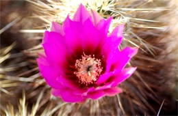 Echinocereus engelmannii - Strawberry Hedgehog Cactus Flower