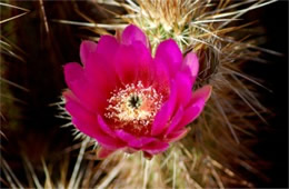 Echinocereus engelmannii - Strawberry Hedgehog Cactus Flower