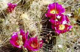 Echinocereus engelmannii - Strawberry Hedgehog Cactus Flower