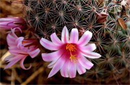 Mammillaria grahamii - Pincushion Cactus Flower