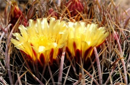 Cactus Flower