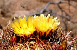 Barrell Cactus Flower