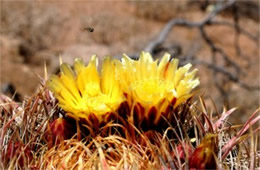 Barrell Cactus Flower