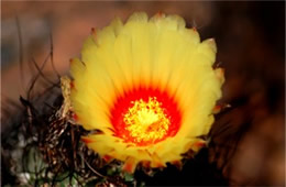 Barrell Cactus Flower