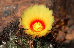 Cactus Flower