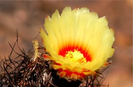 Barrell Cactus Flower