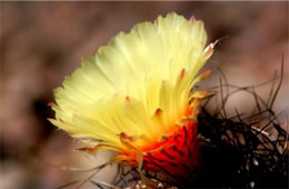 Barrell Cactus Flower