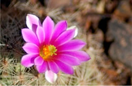 Mammillaria grahamii - Pincushion Cactus Flower