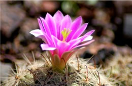 Mammillaria grahamii - Pincushion Cactus Flower