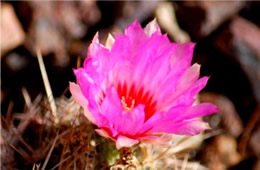 Cactus Flower