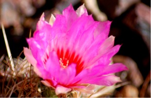 Cactus Flower