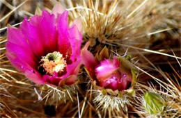 Echinocereus engelmannii - Strawberry Hedgehog Cactus Flower