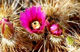 Echinocereus engelmannii - Strawberry Hedgehog Cactus Flower