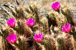 Echinocereus engelmannii - Strawberry Hedgehog Cactus Flower