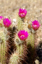 Echinocereus engelmannii - Strawberry Hedgehog Cactus Flower