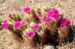 Echinocereus engelmannii - Strawberry Hedgehog Cactus Flower