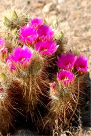 Echinocereus engelmannii - Strawberry Hedgehog Cactus Flower