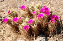 Echinocereus engelmannii - Strawberry Hedgehog Cactus Flower