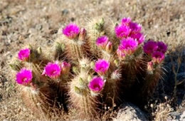 Echinocereus engelmannii - Strawberry Hedgehog Cactus Flower