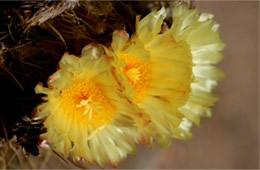 Ferocactus wislizenii - Barrel Cactus Flower