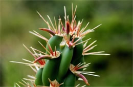 Cholla Cactus Spines