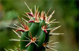 Cholla Cactus Spines