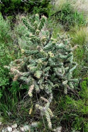 Cane Cholla Cactus