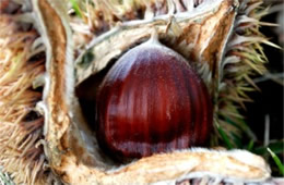 Castanea - Chestnut