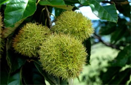 Castanea - Chestnut