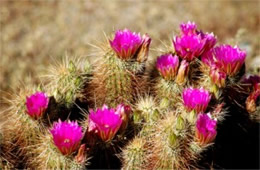 Echinocereus engelmannii - Strawberry Hedgehog Cactus Flower