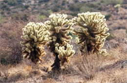 Cylindropunita bigelovi - Teddy Bear Cholla Cactus 