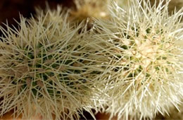 Cholla Cactus Spines