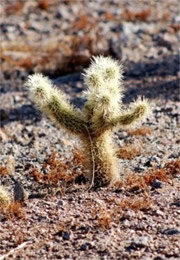 Cylindropunita bigelovi - Teddy Bear Cholla Cactus 