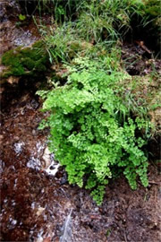 Creekside Fern