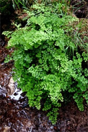 Creekside Fern