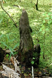 Cypress Knee