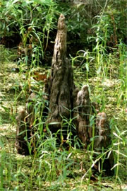 Cypress Knees