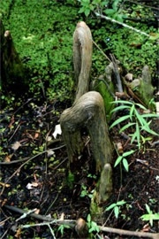 Cypress Knee