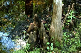 Cypress Knees