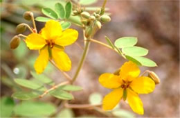 Senna covesii - Desert Senna