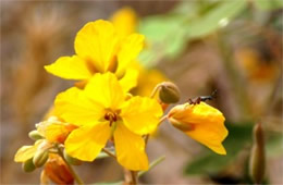 Senna covesii - Desert Senna