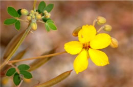 Senna covesii - Desert Senna