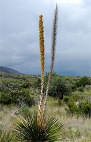 Dasylirion wheeleri - Desert Spoon Plant (Sotol)