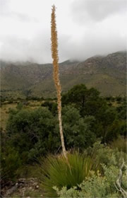 Dasylirion wheeleri - Desert Spoon Plant (Sotol)