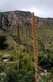 Dasylirion wheeleri - Desert Spoon Plant (Sotol)