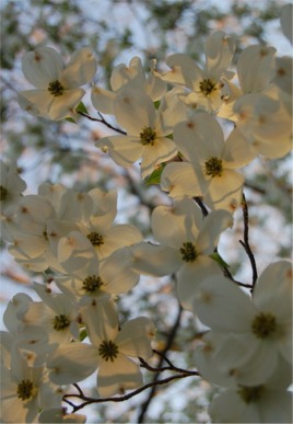 Cornus florida - Dogwood